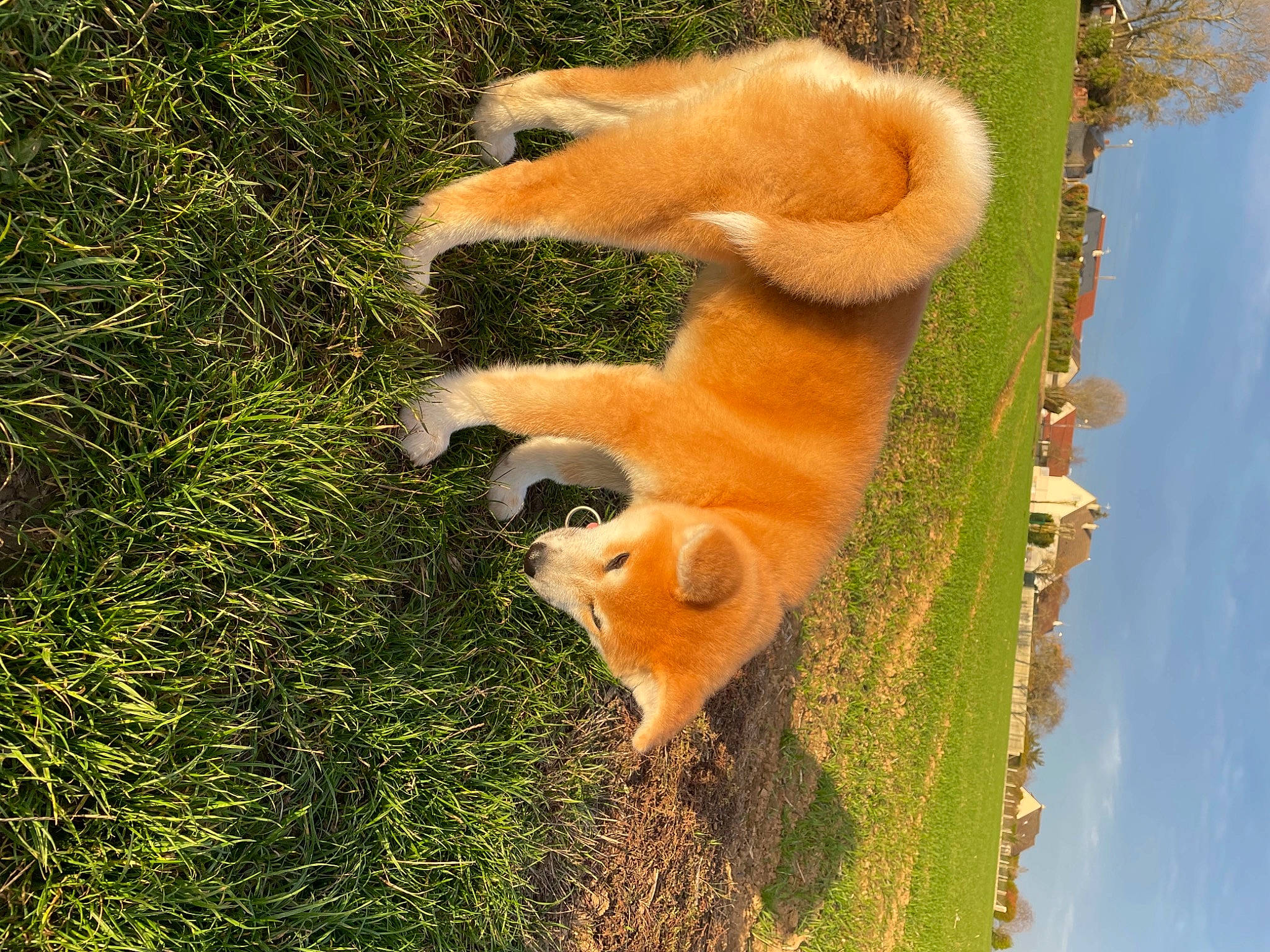 Hana participe au concours pour gagner de l'argent avec cette photo : akita, akita_inu, canidae, carnivore, companion_dog, dog, dog_breed, fawn, finnish_spitz, fur, grass, new_guinea_singing_dog, non_sporting_group, pembroke_welsh_corgi, plant, puppy, shiba_inu, spitz, tail, wildlife