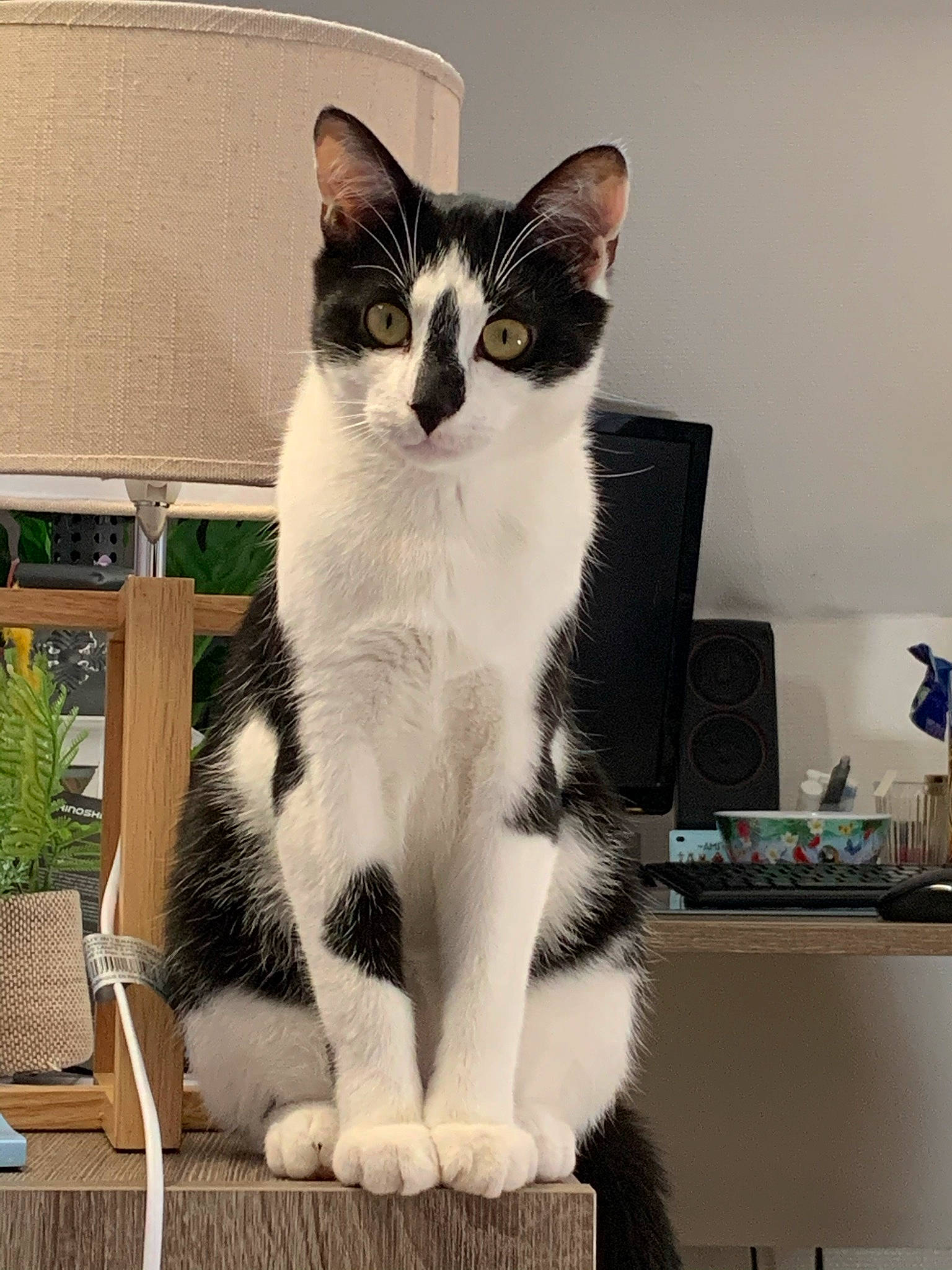 Gilbert a rejoint le concours — aidez-le/la à gagner de superbes lots ! aegean_cat, american_wirehair, asian, black_and_white, carnivore, cat, domestic_short_haired_cat, european_shorthair, eye, felidae, fur, japanese_bobtail, kitten, mammal, paw, polydactyl_cat, small_to_medium_sized_cats, tail, whiskers, window