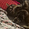 Tigresse a rejoint le concours — aidez-le/la à gagner de superbes lots ! cat, tabby, pet, feline, animal, lying_down, upside_down, bed, bedroom, blanket, pillow, cushion, cozy, indoors, relaxed, playful, whiskers, striped_fur, portrait, sleeping_area