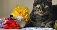 Tigresse participe au concours pour gagner de l'argent avec cette photo : cat, tabby, feline, pet, animal, portrait, sitting, indoors, flowers, bouquet, yellow_flowers, red_flowers, papers, table, fabric, bed, home, whiskers, green_eyes, striped_fur