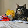 cat, tabby, feline, pet, animal, portrait, sitting, indoors, flowers, bouquet, yellow_flowers, red_flowers, papers, table, fabric, bed, home, whiskers, green_eyes, striped_fur