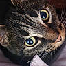 Tigresse a rejoint le concours — aidez-le/la à gagner de superbes lots ! cat, tabby_cat, pet, animal, feline, close_up, portrait, wide_eyes, green_eyes, whiskers, ears, fur, striped_fur, lying_down, bed, blanket, bedroom, indoor, cozy, photography