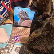Tigresse a rejoint le concours — aidez-le/la à gagner de superbes lots ! cat, black_cat, pet, animal, sitting, side_profile, fur, ears, tail, laptop, computer, desk, home, indoor, clutter, papers, medicine, stationery, digital_wallpaper, portrait