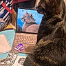 cat, black_cat, pet, animal, sitting, side_profile, fur, ears, tail, laptop, computer, desk, home, indoor, clutter, papers, medicine, stationery, digital_wallpaper, portrait