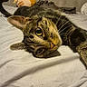 cat, tabby_cat, pet, animal, bed, bedroom, bedding, lying_down, relaxed, sleepy, golden_eyes, whiskers, striped_fur, close_up, portrait, indoor, cozy, home, pillow, rumpled_bedding