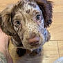 puppy, dog, close_up, speckled, brown, floor, wooden_floor, pet, animal, cute, looking_up, whiskers, ears, nose, fur, domestic_animal, young_dog, indoor, curious, foot