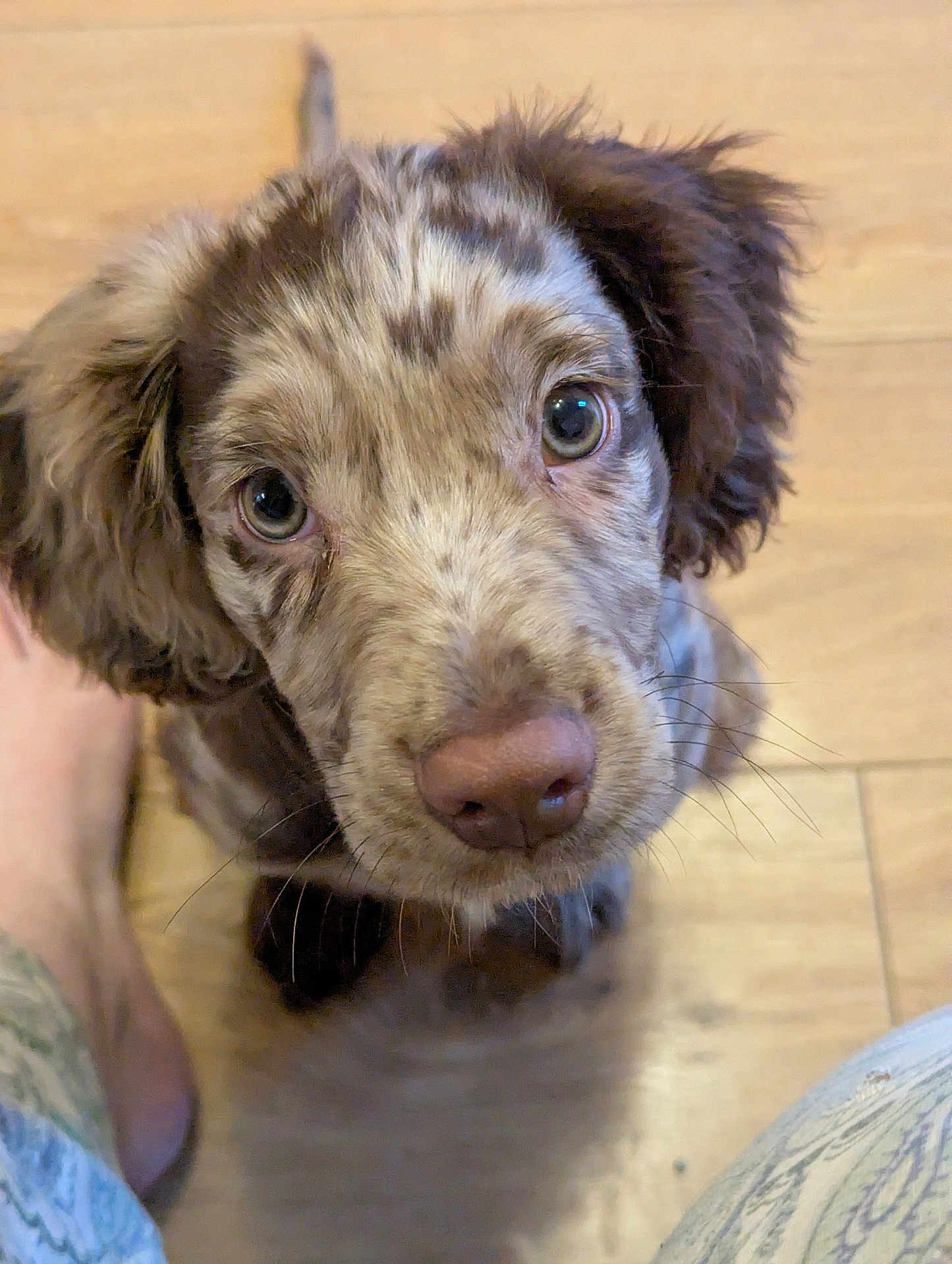 Rufus joined the competition — help win amazing prizes! puppy, dog, close_up, speckled, brown, floor, wooden_floor, pet, animal, cute, looking_up, whiskers, ears, nose, fur, domestic_animal, young_dog, indoor, curious, foot
