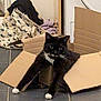 cat, cardboard_box, black_and_white, indoor, floor_tiles, laundry, clothing, relaxed, pet, whiskers, paws, home, animal, domestic_cat, resting, box, feline, stretching, cozy, household