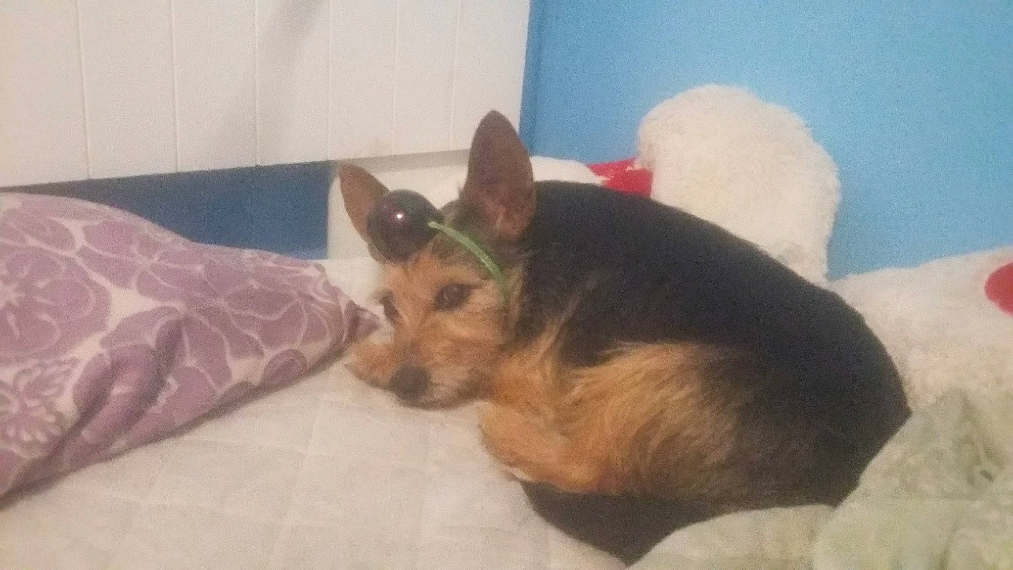 Flower joined the competition — help win amazing prizes! canidae, carnivore, dog, dog_breed, fawn, german_shepherd_dog, mammal, miniature_pinscher, snout, vertebrate