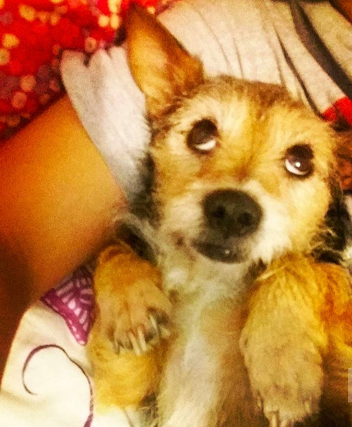 Flower is registered to the contest to win money with this photo: canidae, carnivore, companion_dog, corgi_chihuahua, dog, dog_breed, ear, eye, fawn, fur, love, nose, organ, pembroke_welsh_corgi, pomeranian, puppy, puppy_love, selfie, snout, welsh_corgi