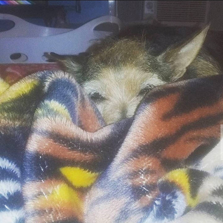 Flower is registered to the contest to win money with this photo: canidae, carnivore, cat, felidae, fur, kitten, nap, tail, wildlife