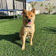 Sûreté a rejoint le concours — aidez-le/la à gagner de superbes lots ! dog, shiba_inu, grass, outdoor, sunlight, trampoline, garden, plants, fence, blue_sky, pet, animal, collar, happy, tongue_out, canine, nature, yard, playing, summer