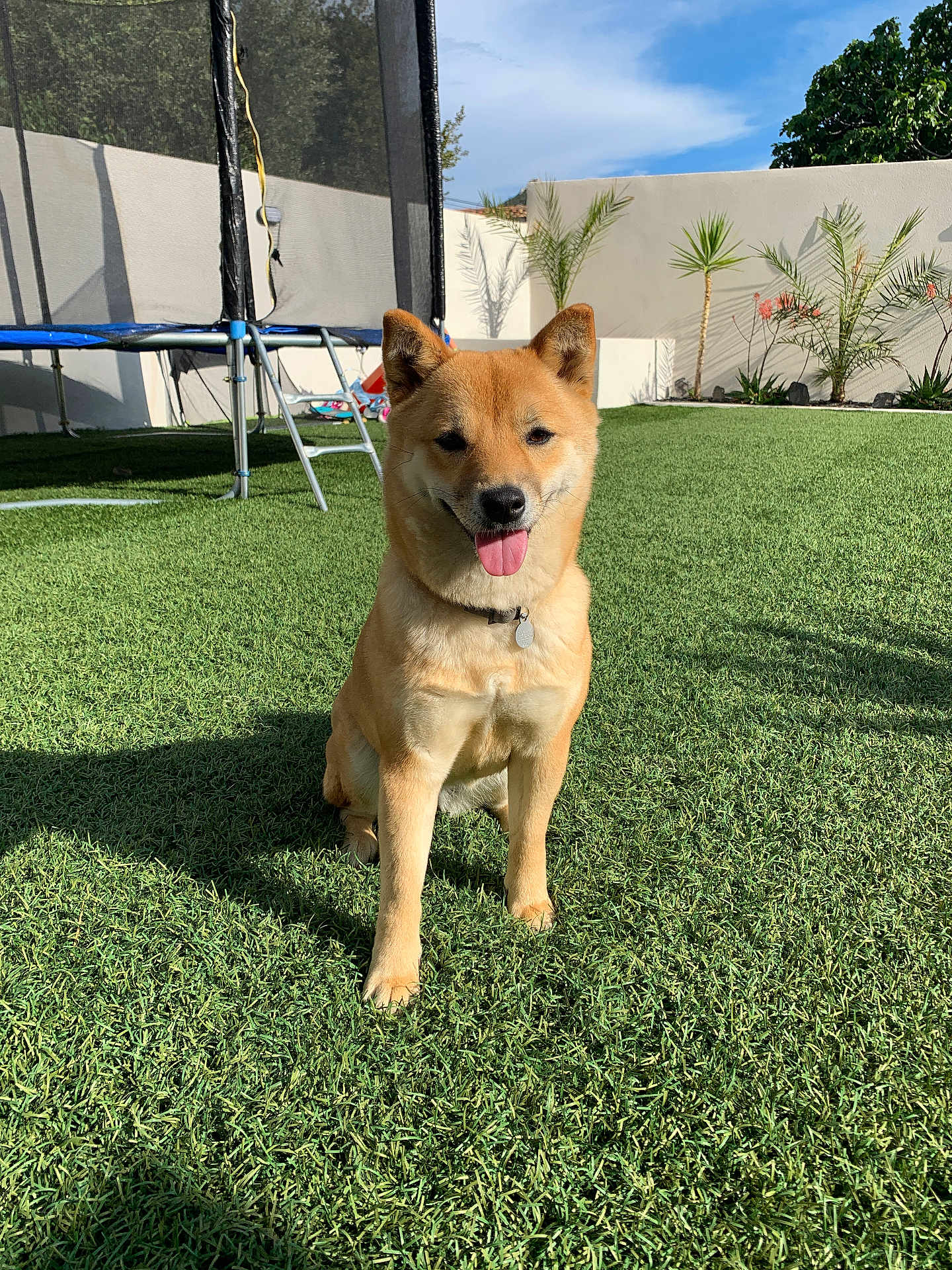 Sûreté a rejoint le concours — aidez-le/la à gagner de superbes lots ! dog, shiba_inu, grass, outdoor, sunlight, trampoline, garden, plants, fence, blue_sky, pet, animal, collar, happy, tongue_out, canine, nature, yard, playing, summer