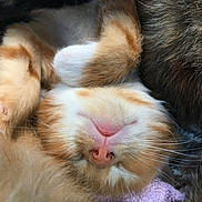 Bonzi joined the competition — help win amazing prizes! kitten, cat, sleeping, close_up, fur, whiskers, orange_and_white, cozy, cute, pet, animal, soft, resting, domestic_cat, feline, young_cat, paw, snuggled, companion, relaxed