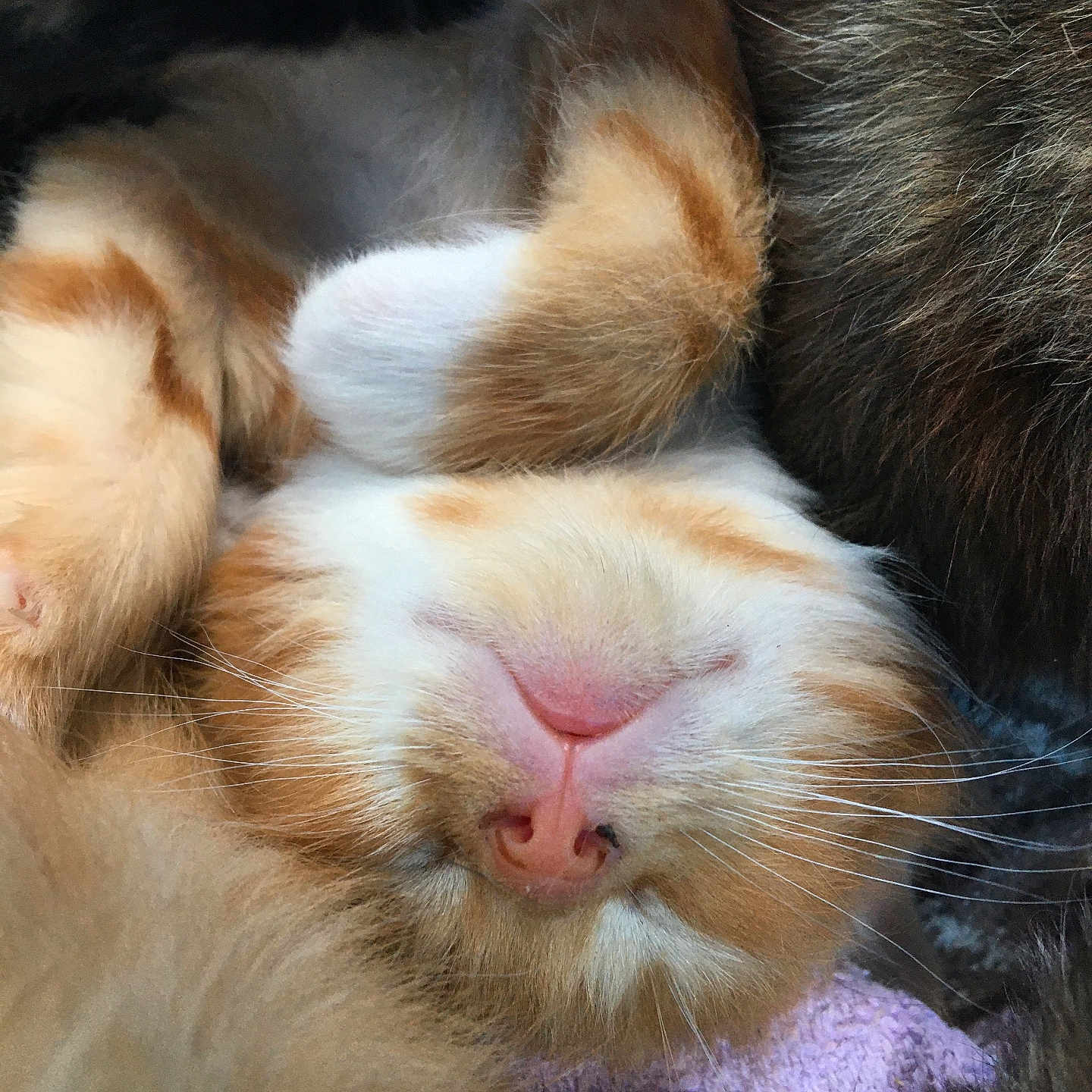 Bonzi joined the competition — help win amazing prizes! animal, cat, close_up, companion, cozy, cute, domestic_cat, feline, fur, kitten, orange_and_white, paw, pet, relaxed, resting, sleeping, snuggled, soft, whiskers, young_cat