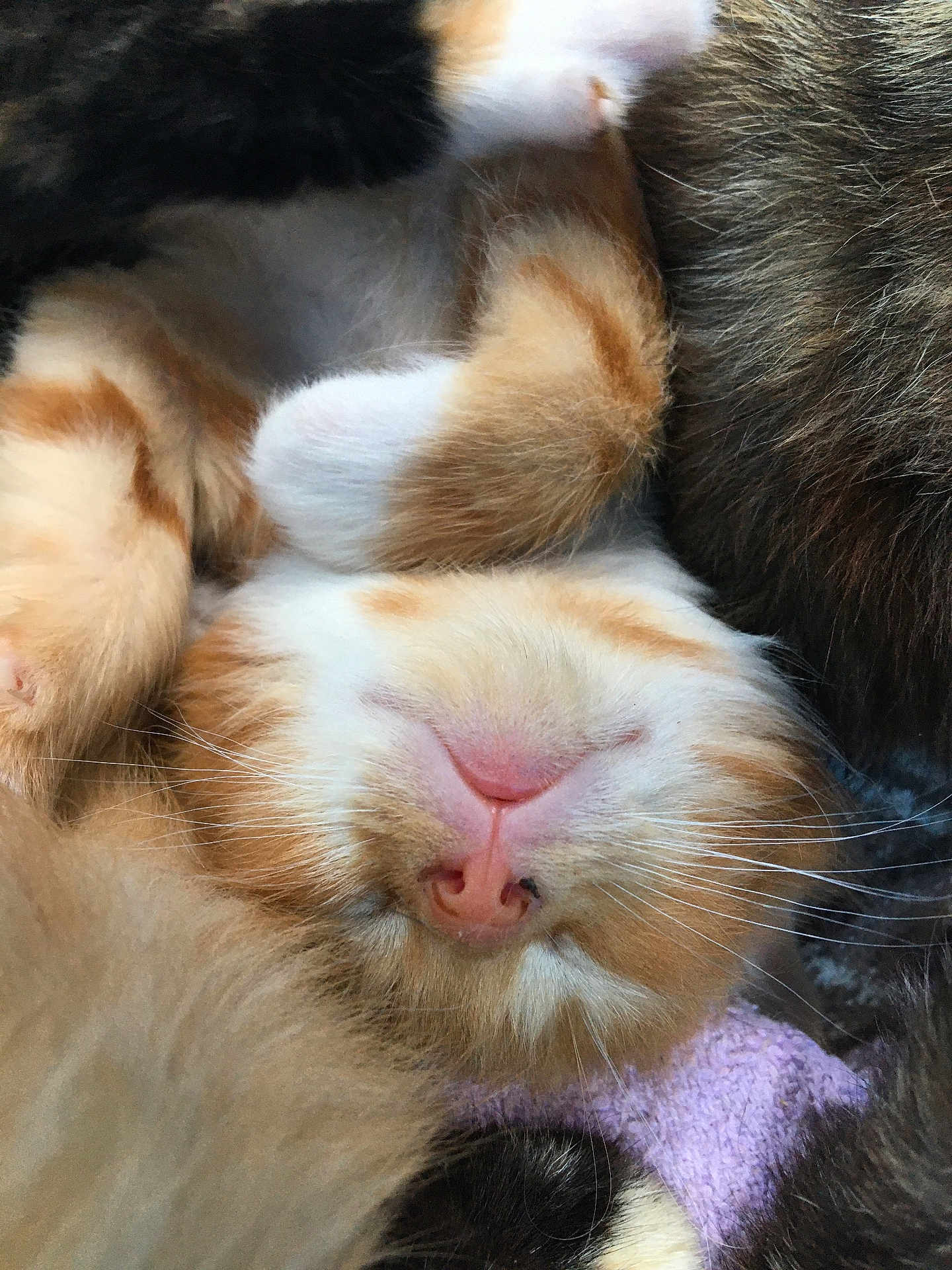 Bonzi joined the competition — help win amazing prizes! kitten, cat, sleeping, close_up, fur, whiskers, orange_and_white, cozy, cute, pet, animal, soft, resting, domestic_cat, feline, young_cat, paw, snuggled, companion, relaxed