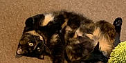 Pippy joined the competition — help win amazing prizes! cat, cats, carpet, indoor, feline, pet, fur, black_cat, tortoiseshell_cat, relaxed, lying_down, curious, cozy, blanket, cushion, homedecor, animal, domestic, resting, green_object