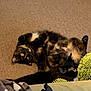 cat, cats, carpet, indoor, feline, pet, fur, black_cat, tortoiseshell_cat, relaxed, lying_down, curious, cozy, blanket, cushion, homedecor, animal, domestic, resting, green_object
