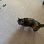 Pippy joined the competition — help win amazing prizes! cat, tortoiseshell_cat, carpet, indoor, pet, animal, floor, curious, looking_up, mouse, computer_mouse, socks, feet, cozy, home, feline, domestic_cat, brown, black, yellow_eyes