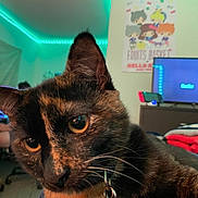 Pippy joined the competition — help win amazing prizes! cat, tortoiseshell_cat, close_up, indoor, pet, animal, eyes, whiskers, fur, collar, room, led_lights, poster, television, furniture, blanket, colorful, relaxed, cozy, cute