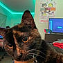 cat, tortoiseshell_cat, close_up, indoor, pet, animal, eyes, whiskers, fur, collar, room, led_lights, poster, television, furniture, blanket, colorful, relaxed, cozy, cute
