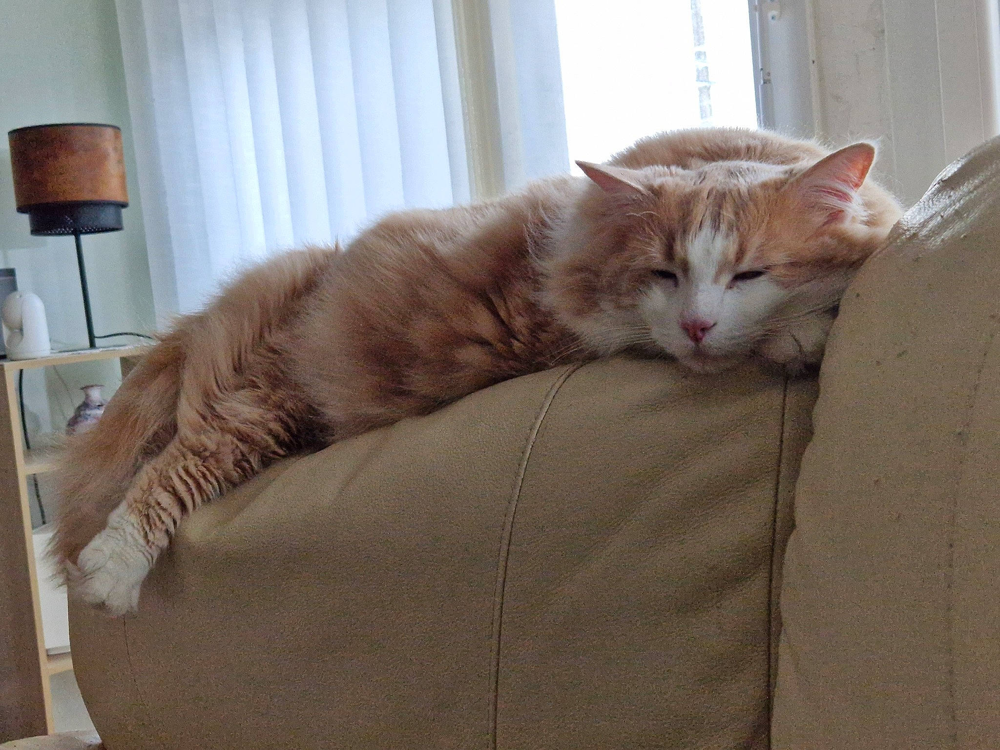 Harley participe au concours pour gagner de l'argent avec cette photo : carnivore, cat, claw, comfort, couch, domestic_short_haired_cat, fawn, felidae, fur, hardwood, lamp, nap, paw, sitting, small_to_medium_sized_cats, snout, tail, whiskers, window, wood