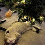 cat, fluffy, carpet, christmas_tree, christmas_lights, indoor, pet, cute, holiday, festive, animal, relaxed, playful, fur, whiskers, paws, tree_branch, decoration, cozy, home