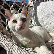 Kuzu a rejoint le concours — aidez-le/la à gagner de superbes lots ! cat, white_cat, pet, animal, indoor, hammock_chair, woven, sunlight, relaxing, cozy, close_up, feline, whiskers, pink_nose, ears, paw, texture, shadow, background, daylight