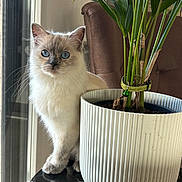 Princesse a rejoint le concours — aidez-le/la à gagner de superbes lots ! cat, blue_eyes, white_fur, plant, planter, green_leaves, window, table, marble_surface, indoor, brown_chair, curious, pet, domestic_animal, feline, whiskers, potted_plant, houseplant, natural_light, cozy