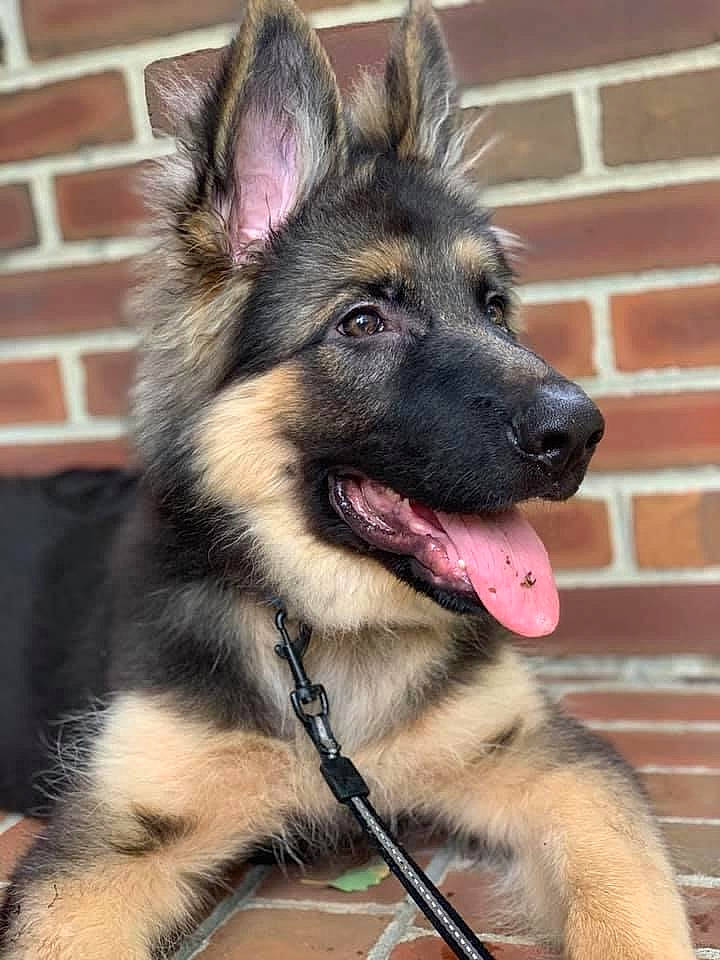 Thor is registered to the contest to win money with this photo: belgian_shepherd, belgian_shepherd_malinois, bohemian_shepherd, canidae, carnivore, dog, dog_breed, east_european_shepherd, german_shepherd_dog, herding_dog, king_shepherd, kunming_wolfdog, mammal, native_american_indian_dog, old_german_shepherd_dog, rare_breed_dog, shiloh_shepherd_dog, snout, tervuren, vertebrate