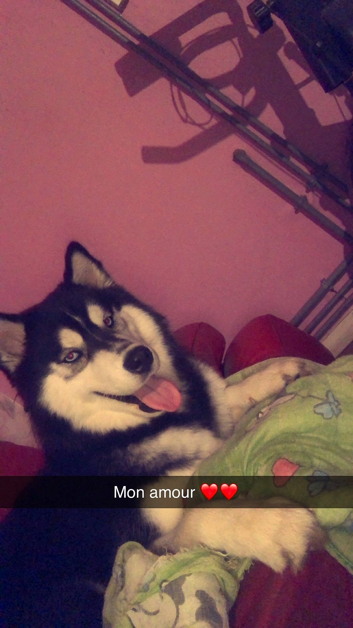 Tesla participe au concours pour gagner de l'argent avec cette photo : carnivore, cat, comfort, companion_dog, dog_breed, domestic_short_haired_cat, felidae, fur, jaw, mammal, mouth, paw, small_to_medium_sized_cats, snout, tail, textile, tints_and_shades, vertebrate, whiskers, wood