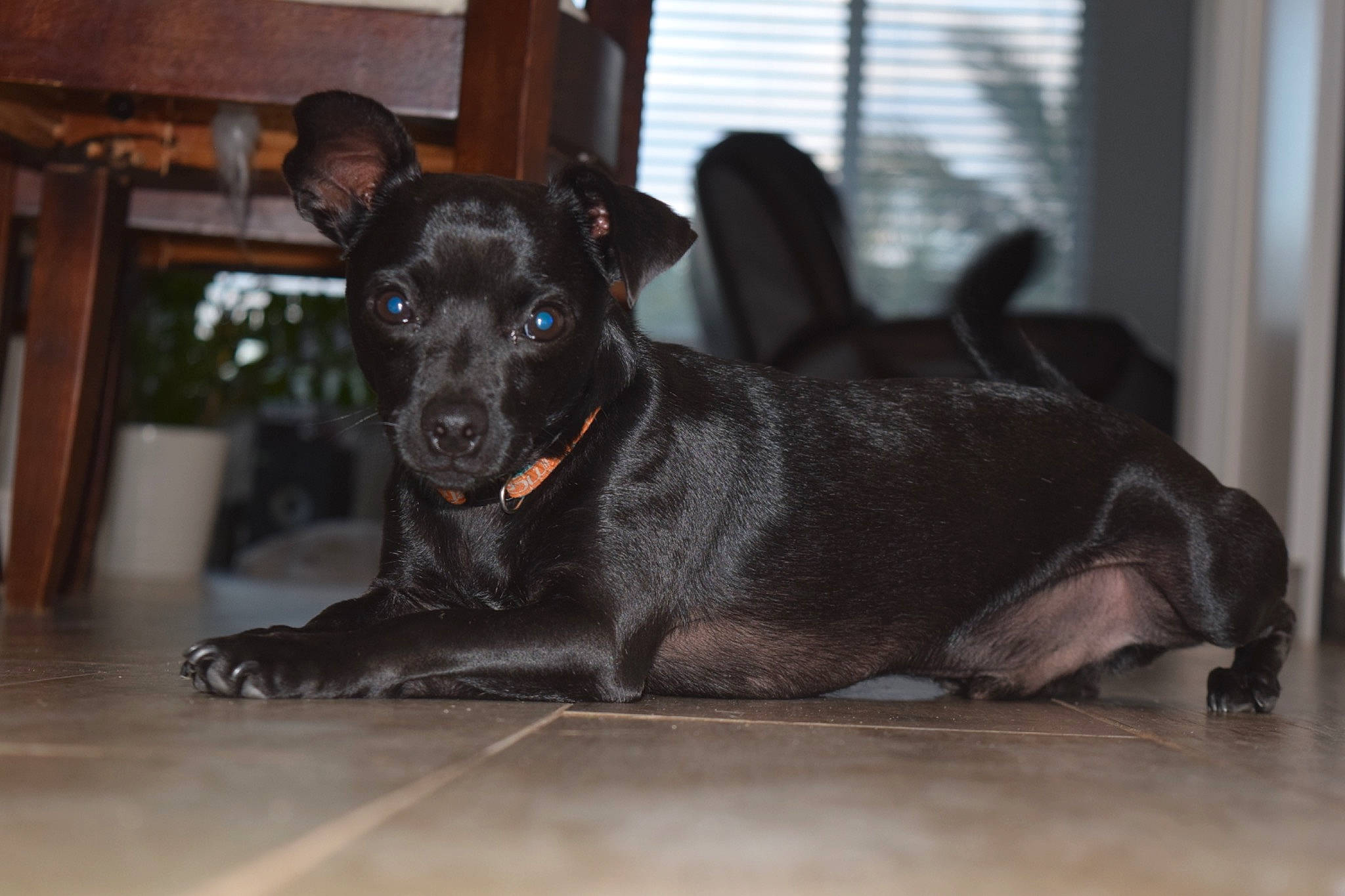 Tank joined the competition — help win amazing prizes! borador, canidae, carnivore, companion_dog, dog, dog_breed, fawn, fur, guard_dog, hardwood, paw, snout, sporting_group, street_dog, toy_dog, whiskers, window_blind, wood, working_animal, working_dog