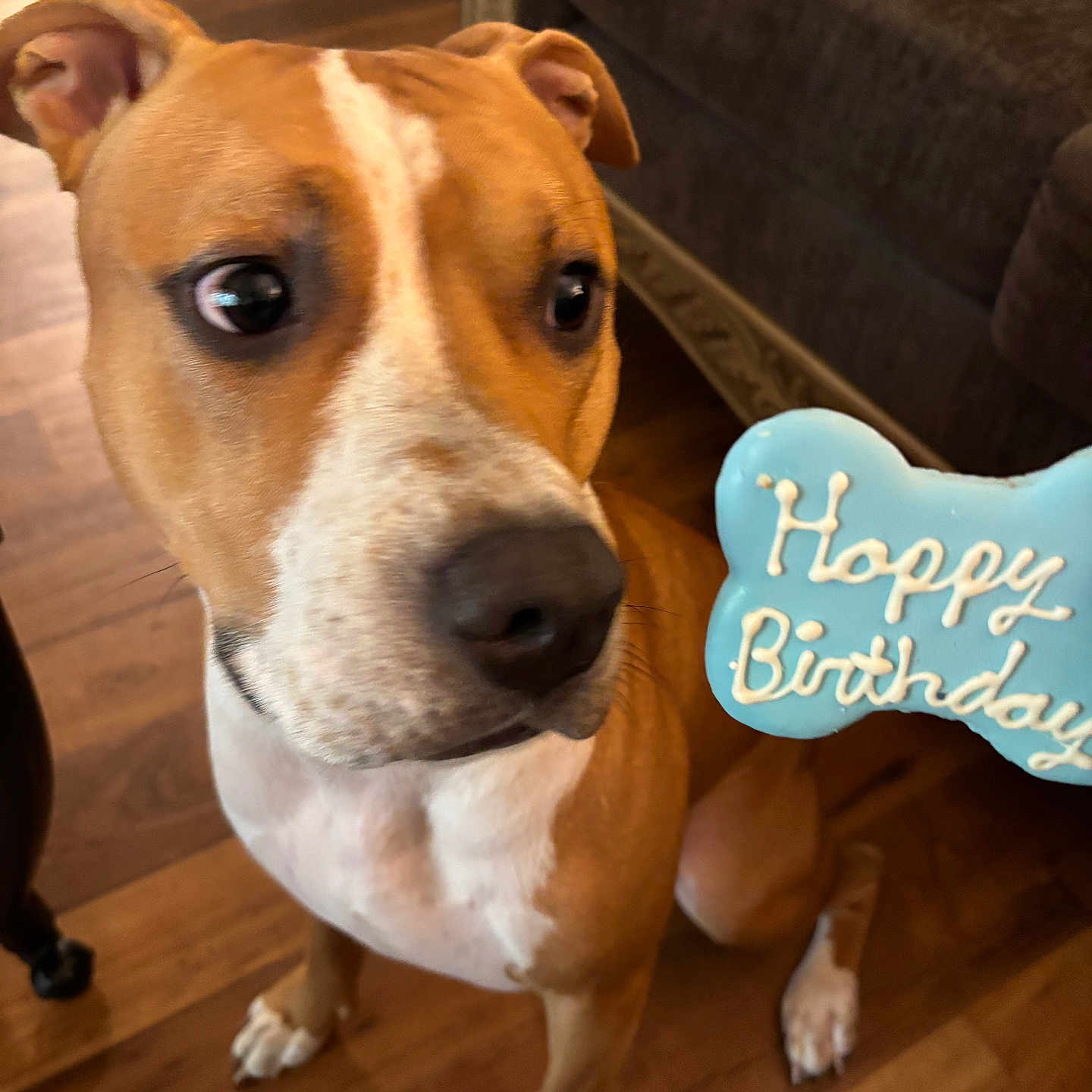 Redd joined the competition — help win amazing prizes! dog, brown_dog, white_markings, indoor, wooden_floor, cookie, blue_cookie, birthday_cookie, pet, canine, celebration, happy_birthday, close_up, cute, curious, sitting, furniture, living_room, paw, ears