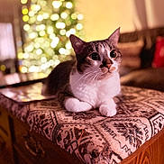 Sadie is registered to the contest to win money with this photo: animal, blurred_background, bokeh, cat, christmas_tree, cozy, curious, cute, decorations, feline, holiday, home, indoor, lights, patterned_fabric, pet, relaxed, soft_light, whiskers, wooden_furniture
