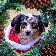 Ashley Rose is registered to the contest to win money with this photo: dog, heterochromia, christmas, holiday, wreath, pinecones, greenery, festive, pet, portrait, cute, animal, fur, ears, eyes, red_clothing, white_fur_trim, nature, outdoor, seasonal