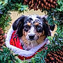 dog, heterochromia, christmas, holiday, wreath, pinecones, greenery, festive, pet, portrait, cute, animal, fur, ears, eyes, red_clothing, white_fur_trim, nature, outdoor, seasonal