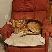 Tigger is registered to the contest to win money with this photo: dog, armchair, red_chair, indoor, carpet, resting, brown_dog, furniture, towel, cozy, pet, relaxed, living_room, home, portrait, sleepy, domestic_animal, canine, animal, comfort