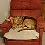 dog, armchair, red_chair, indoor, carpet, resting, brown_dog, furniture, towel, cozy, pet, relaxed, living_room, home, portrait, sleepy, domestic_animal, canine, animal, comfort