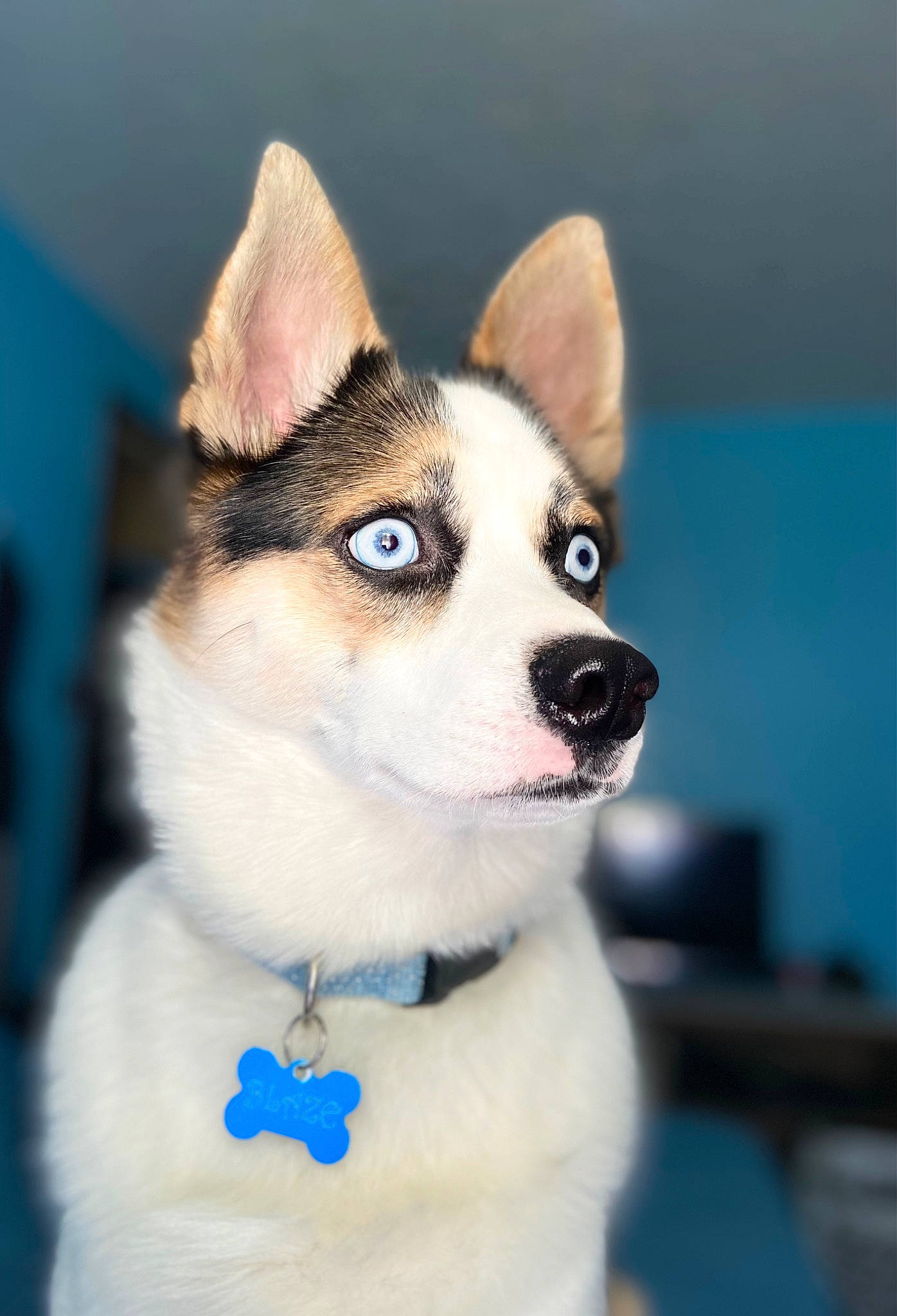 Blaze joined the competition — help win amazing prizes! ancient_dog_breeds, art, canidae, carnivore, collar, companion_dog, dog, dog_breed, dog_collar, electric_blue, fawn, fur, non_sporting_group, snout, sporting_group, terrestrial_animal, whiskers, working_animal, working_dog