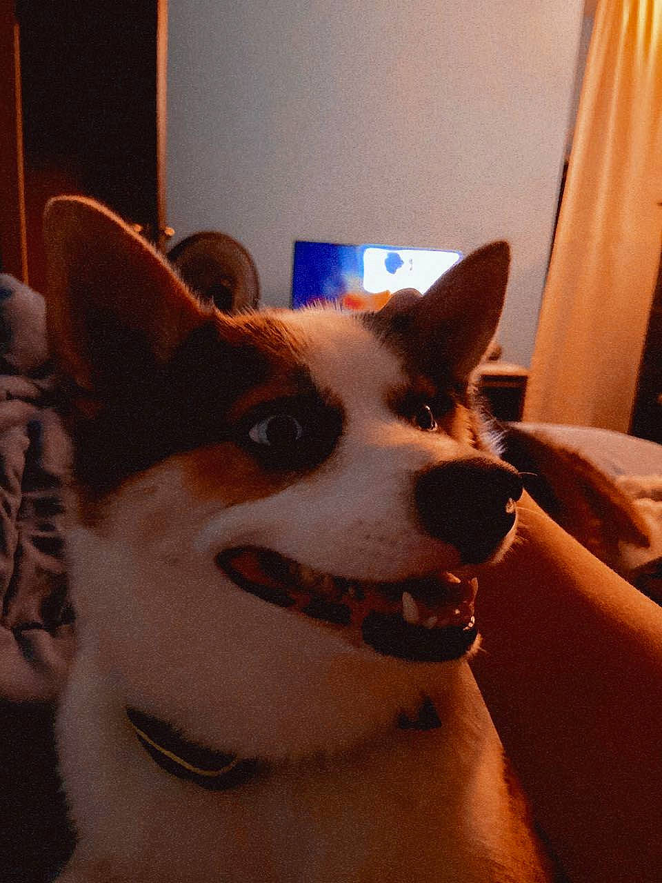 Blaze is registered to the contest to win money with this photo: canidae, carnivore, collar, companion_dog, curtain, dog, dog_breed, dog_collar, dog_supply, door, fawn, flooring, fur, jaw, snout, sporting_group, tail, whiskers, window, working_animal