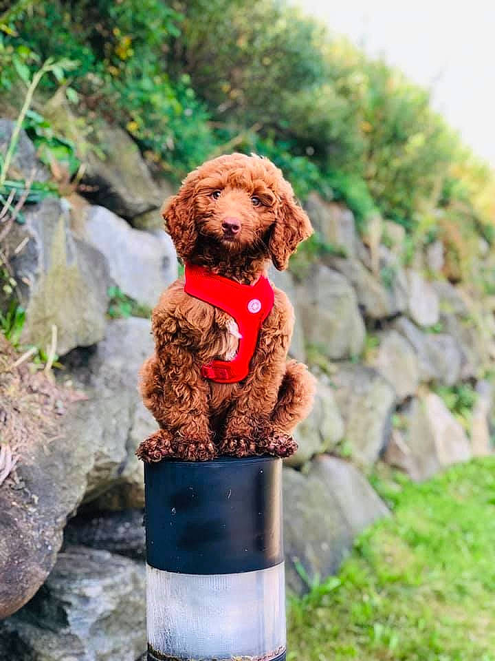 Kelsey is registered to the contest to win money with this photo: canidae, carnivore, cockapoo, companion_dog, dog, dog_breed, goldendoodle, labradoodle, miniature_poodle, non_sporting_group, poodle, poodle_crossbreed, puppy, sporting_group, standard_poodle, toy_dog, toy_poodle