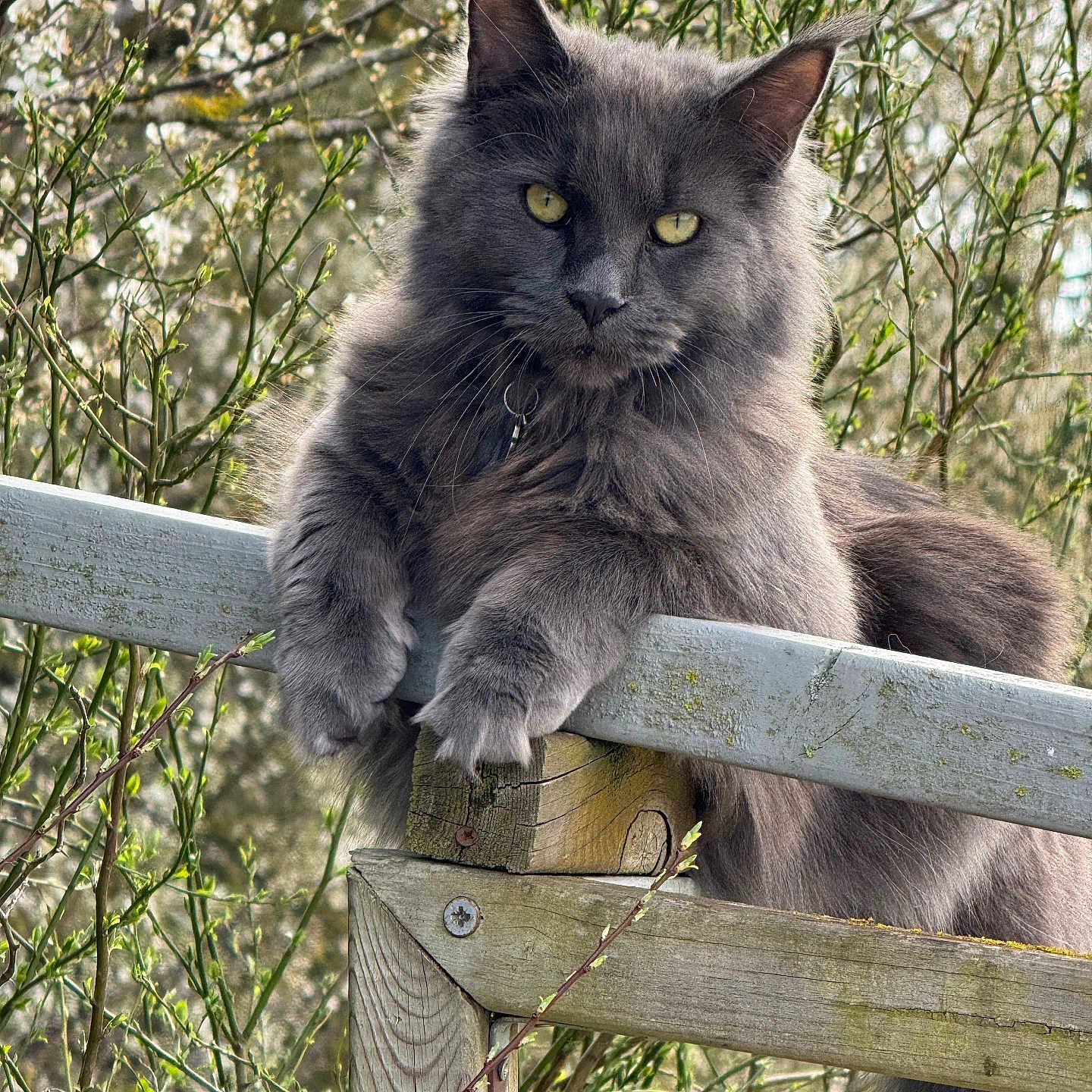 Venus a rejoint le concours — aidez-le/la à gagner de superbes lots ! abyssinian, angora, animal, architecture, blackcat, building, cat, fence, handrail, house, housing, kitten, manx, pet, porch, railing, slate, snout, wood