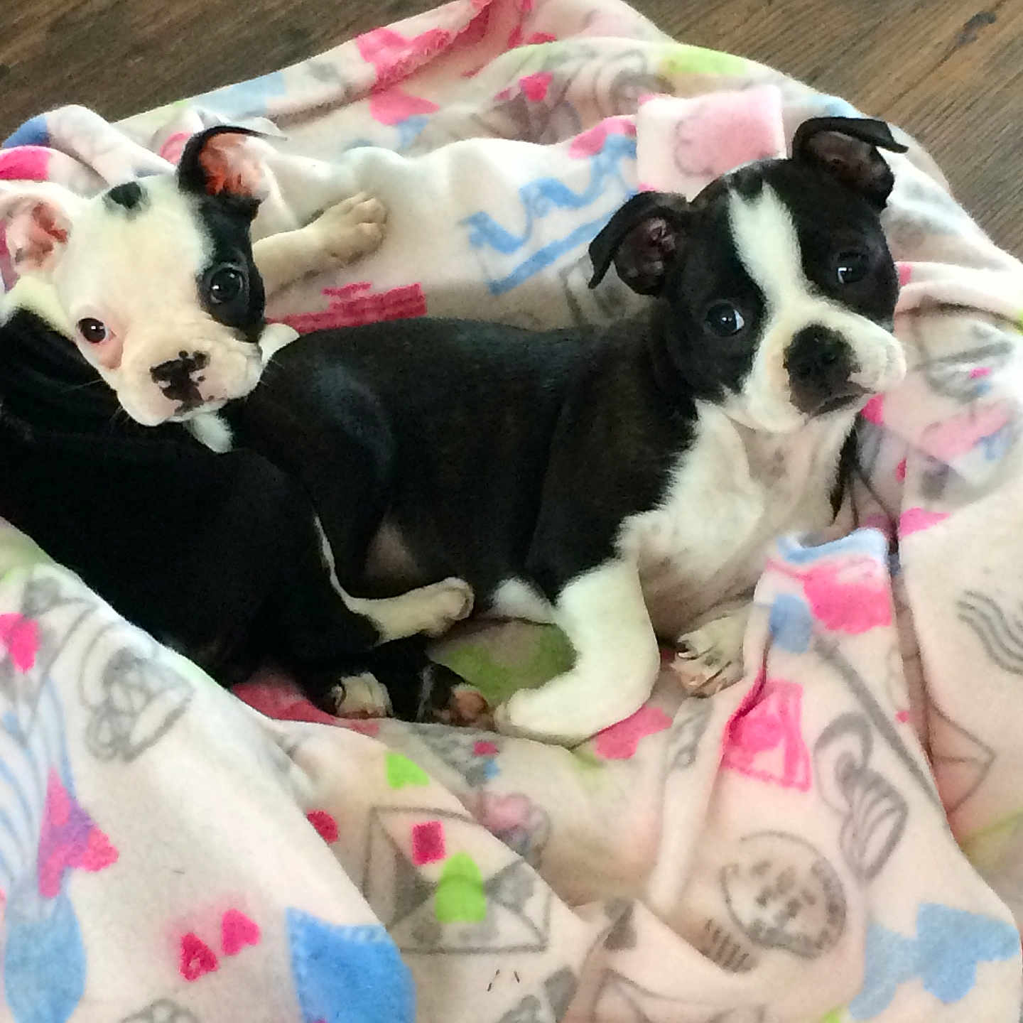 Tripp And Mazy joined the competition — help win amazing prizes! animal, black_and_white, blanket, boston_terrier, comfort, cozy, cute, dog, ears, eyes, floor, fur, indoor, nose, pet, playful, puppy, resting, snuggling, young