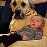 Nicholas is registered to the contest to win money with this photo: baby, dog, animal, pet, child, indoor, couch, furniture, resting, comfort, striped_clothing, black_pants, socks, large_dog, tan_dog, closeup, portrait, relaxation, friendship, cute