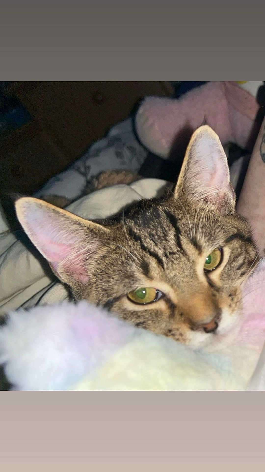 Castiel joined the competition — help win amazing prizes! cat, tabby, close_up, green_eyes, ears, blanket, cozy, indoor, pet, fur, animal, sleepy, resting, soft_texture, cute, domestic_cat, feline, whiskers, relaxed, curious