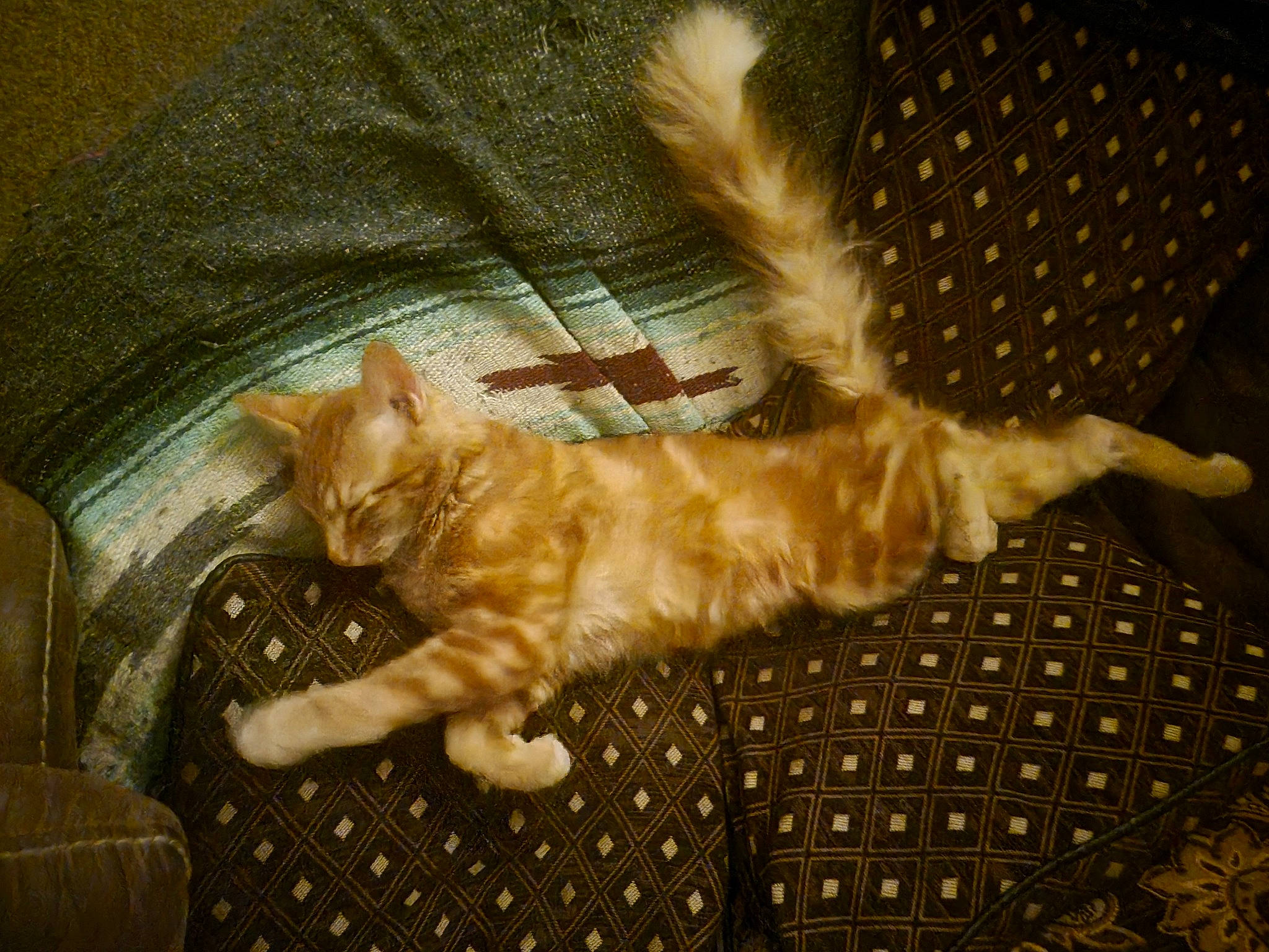 Peanutbutter joined the competition — help win amazing prizes! brown, canidae, carnivore, cat, claw, comfort, dog_breed, domestic_short_haired_cat, fawn, felidae, fur, pattern, paw, small_to_medium_sized_cats, sporting_group, tail, terrestrial_animal, textile, whiskers, wood