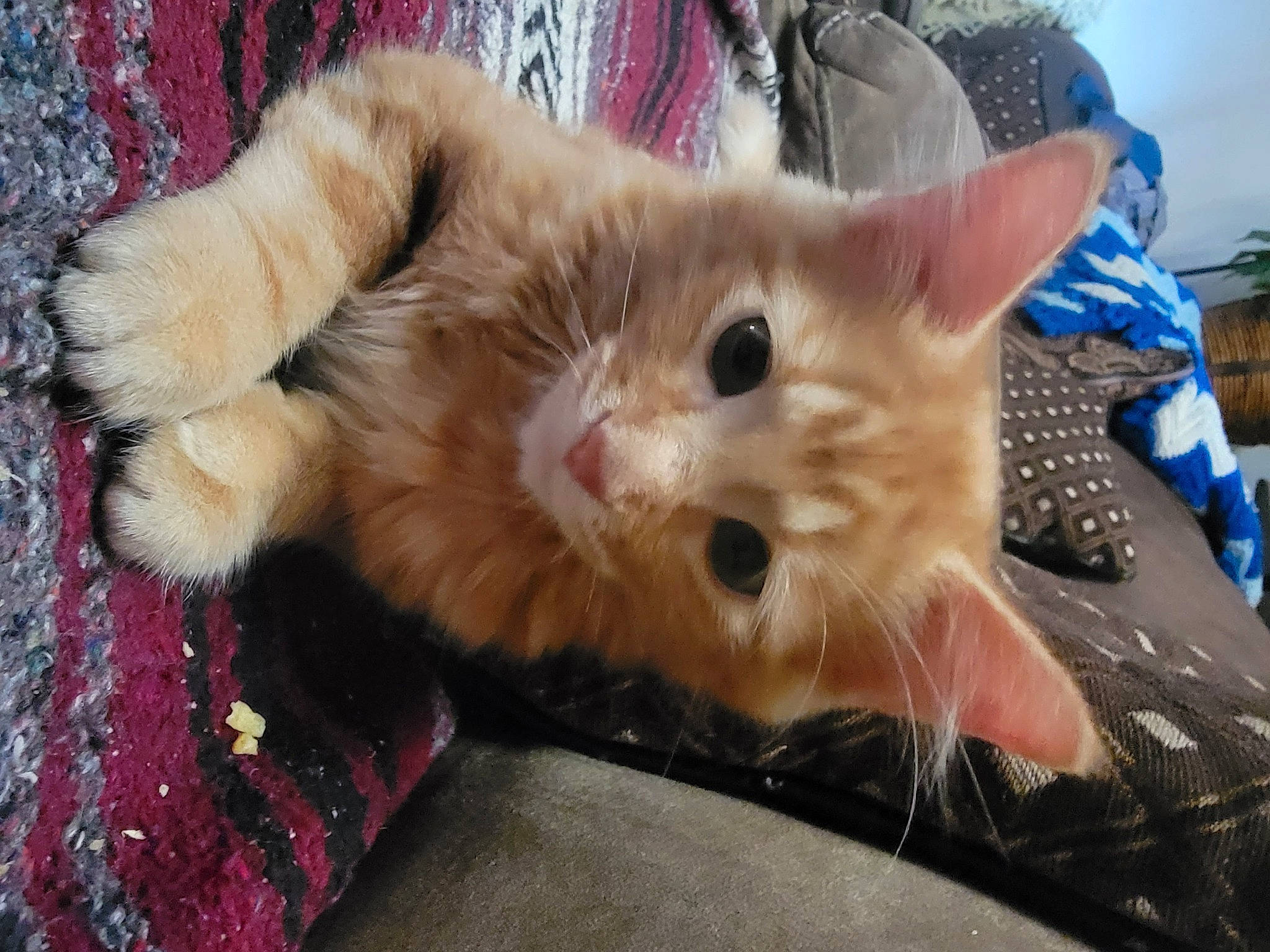 Peanutbutter joined the competition — help win amazing prizes! carnivore, cat, claw, domestic_short_haired_cat, fawn, felidae, fur, iris, paw, small_to_medium_sized_cats, snout, tail, whiskers