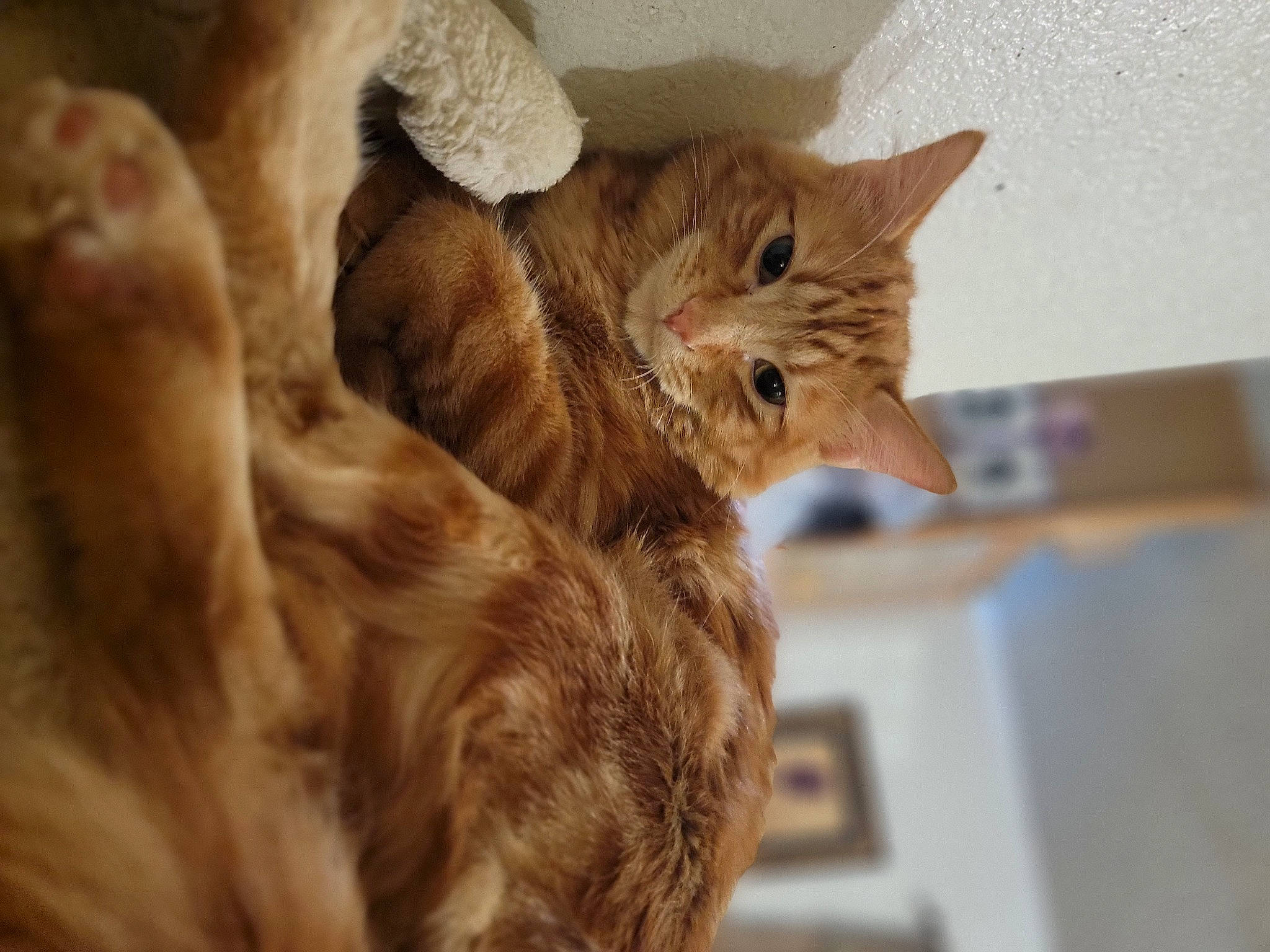 Peanutbutter joined the competition — help win amazing prizes! bed, carnivore, cat, claw, domestic_short_haired_cat, ear, fawn, felidae, fur, paw, small_to_medium_sized_cats, snout, tail, whiskers, wood