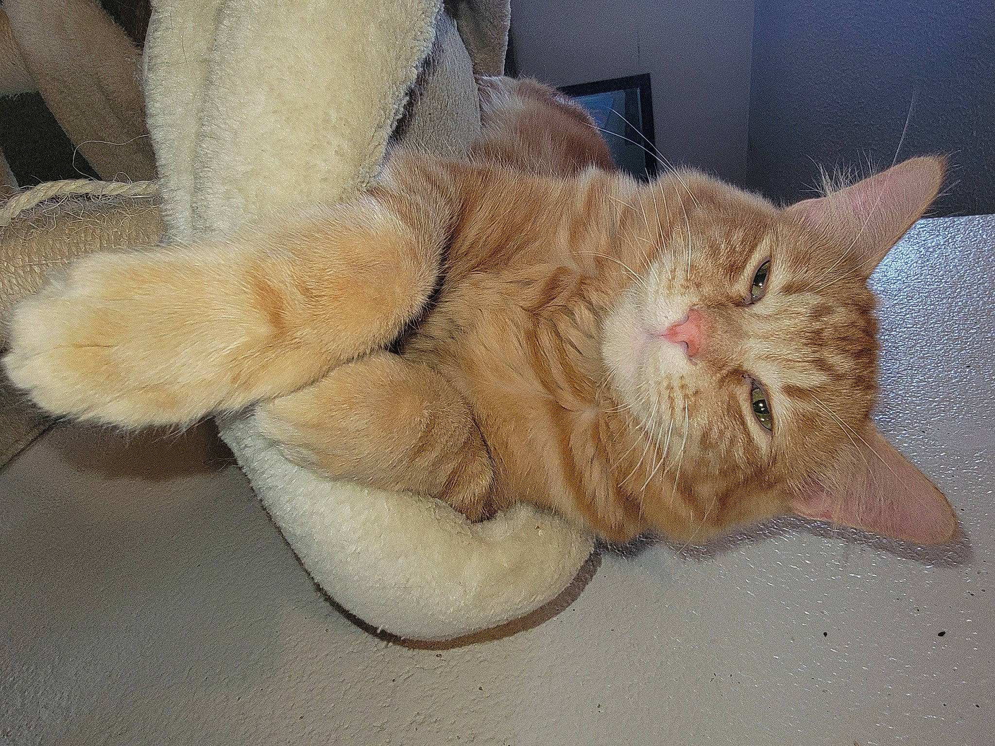 Peanutbutter is registered to the contest to win money with this photo: carnivore, cat, claw, comfort, domestic_short_haired_cat, fawn, felidae, foot, fur, gesture, nap, paw, small_to_medium_sized_cats, snout, tail, terrestrial_animal, toe, whiskers