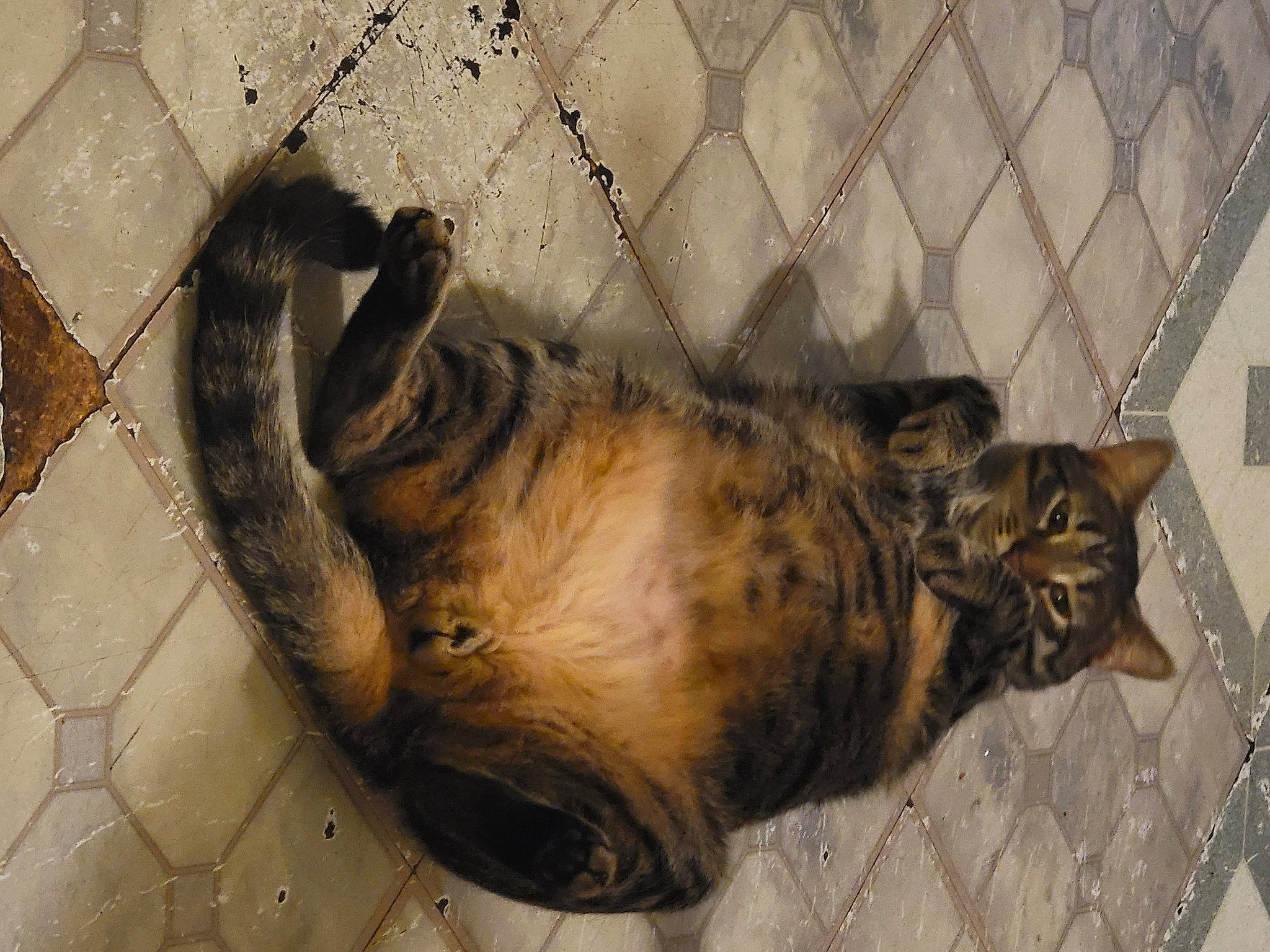 Jamarcus joined the competition — help win amazing prizes! animal_shelter, canidae, carnivore, cat, claw, dog_breed, domestic_short_haired_cat, felidae, fur, small_to_medium_sized_cats, sporting_group, tail, terrestrial_animal, whiskers, wood